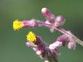 Clustered Knob-Bush